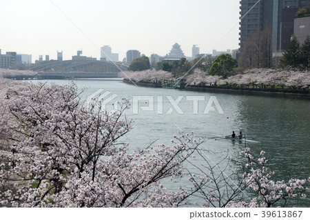 Sakura and Kema Sakuranomiya Park in full bloom Sakura and Kema Sakuranomiya Park in full bloom 39613867
