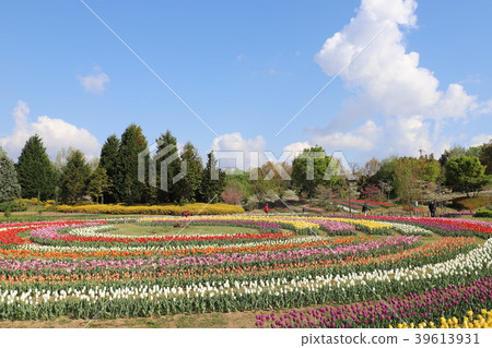 鮮味山坡公園的鬱金香 39613931