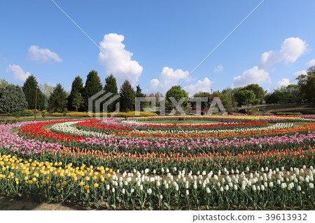 鮮味山坡公園的鬱金香 39613932