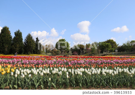 鮮味山坡公園的鬱金香 鮮味山坡公園的鬱金香 39613933