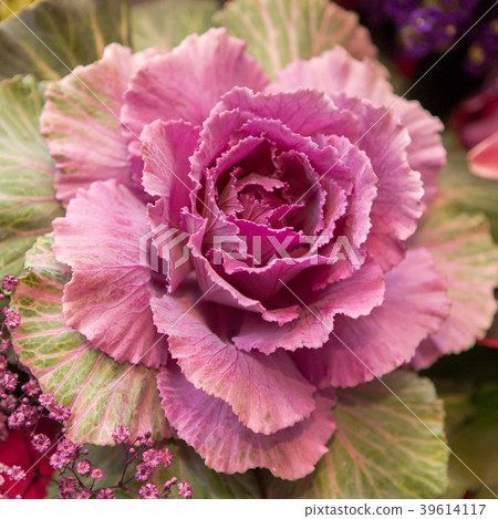 Purple cabbage flower 39614117