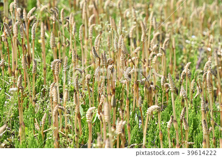 Tsukushi和Skuna Tsukushi和Skuna 39614222