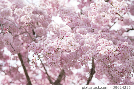 Weeping cherry tree Weeping cherry tree 39614235