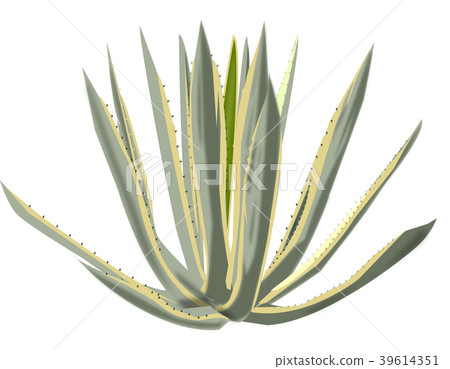 agave americana agave americana 39614351