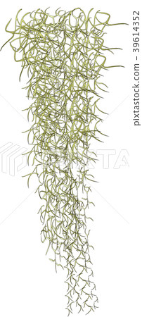 Tirlandia usneeoides Tillandsia usuneoides 39614352