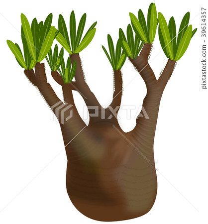 Pachypodium gracilis Pachypodium graquilis Pachypodium gracilis Pachypodium graquilis 39614357