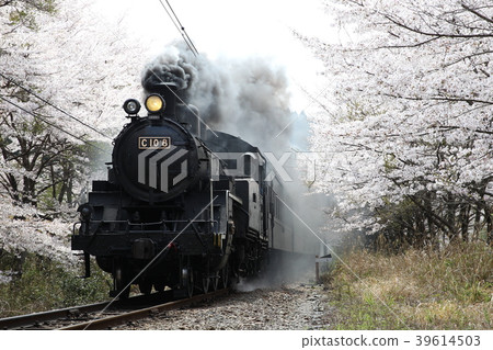 Oigawa Railway C 10 8 SL列車的牽引列車 39614503