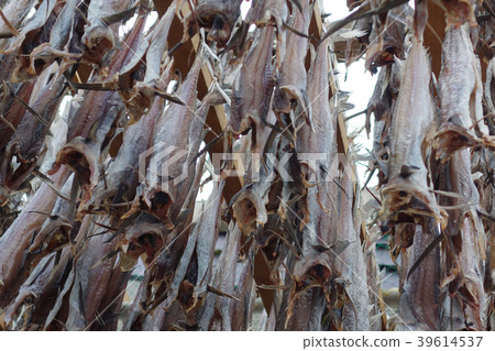 角膜白斑棒乾燥圖像素材 39614537