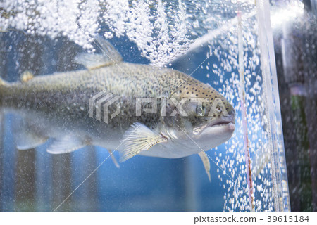 Yamanoashi品牌穿越富士魚 Yamanoashi品牌穿越富士魚 39615184