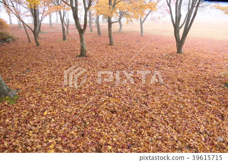 Impression of autumn morning misty park 39615715