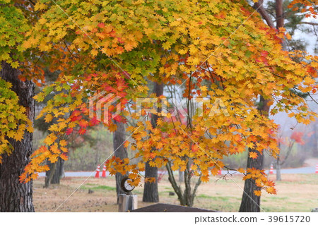 Impression of autumn morning misty park Impression of autumn morning misty park 39615720