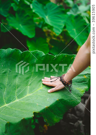 Female hand stroking touching huge lotus leaf Female hand stroking touching huge lotus leaf 39615905