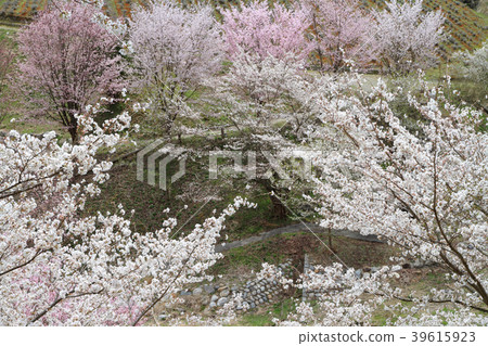 Wild mountain cherry trees in Ikeda-cho Nagano prefecture 39615923
