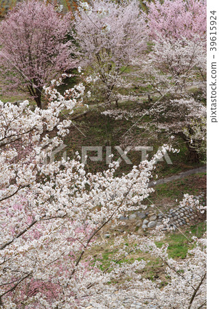 Wild mountain cherry trees in Ikeda-cho Nagano prefecture 39615924