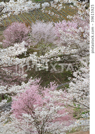 Wild mountain cherry trees in Ikeda-cho Nagano prefecture Wild mountain cherry trees in Ikeda-cho Nagano prefecture 39615925