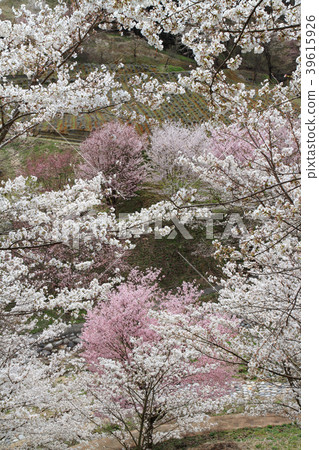Wild mountain cherry trees in Ikeda-cho Nagano prefecture Wild mountain cherry trees in Ikeda-cho Nagano prefecture 39615926