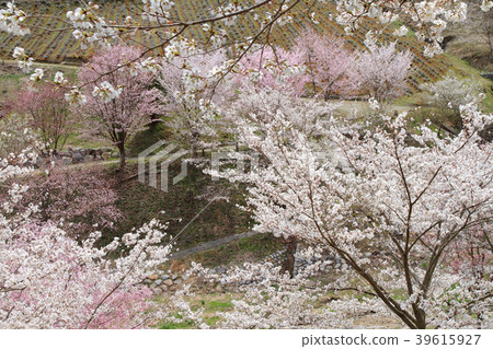 Wild mountain cherry trees in Ikeda-cho Nagano prefecture 39615927