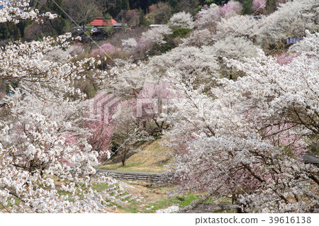 池田町長野縣的野山櫻桃樹 池田町長野縣的野山櫻桃樹 39616138