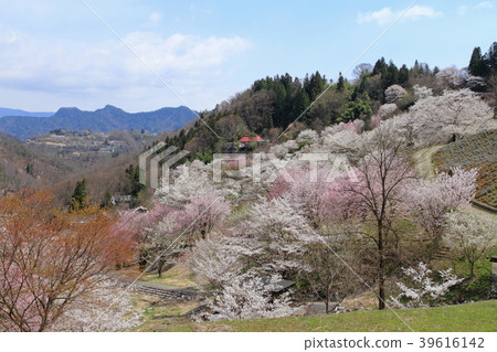 池田町長野縣的野山櫻桃樹 池田町長野縣的野山櫻桃樹 39616142