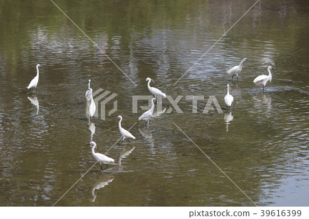 the little white heron stands the little white heron stands 39616399