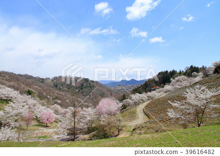 池田町長野縣的野山櫻桃樹 池田町長野縣的野山櫻桃樹 39616482