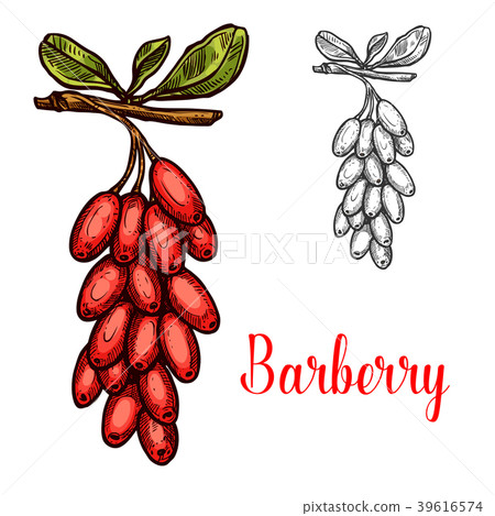 Barberry fruit sketch with red berry branch 39616574