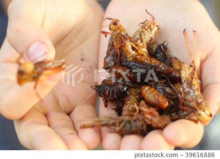 asian cuisine deish - silkworm bug beetle grasshopper mixture roasted insects 39616886
