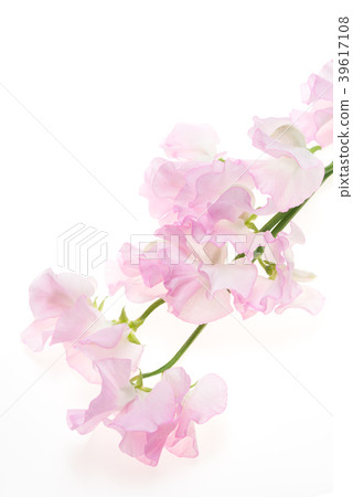 粉紅甜豌豆 39617108