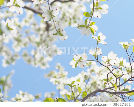 Dogwood in full bloom with blue sky Dogwood in full bloom with blue sky 39617161