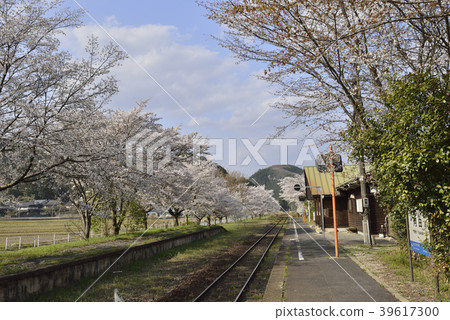 農村車站(JR西日本天神新站田地站)的春天的風景 農村車站(JR西日本天神新站田地站)的春天的風景 39617300