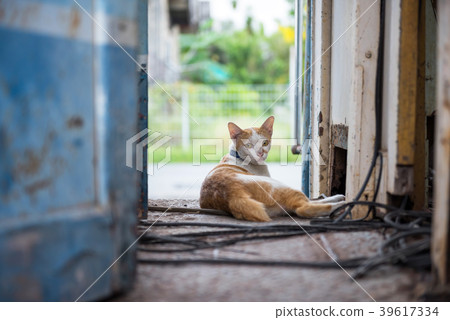 portrait of cute Siam cat 39617334