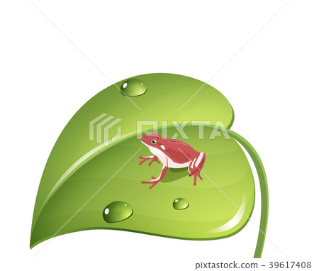 Red frog (frog on the green leaf) Red frog (frog on the green leaf) 39617408