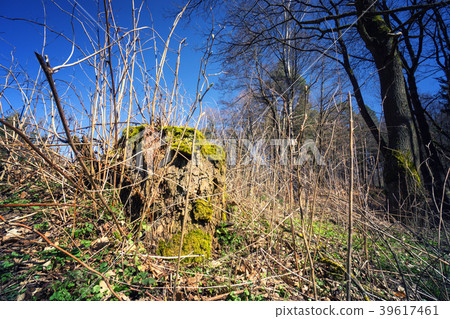 Wild nature in the rural German forest in spring 39617461