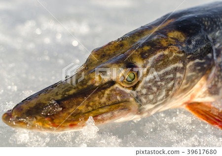 Winter fishing from the ice Winter fishing from the ice 39617680