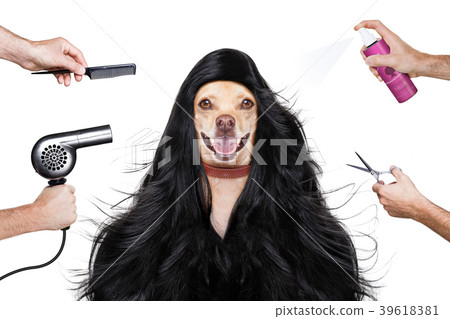 grooming dog at the hairdressers 39618381
