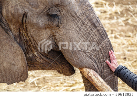 Elephant head with tusk and woman hand Elephant head with tusk and woman hand 39618925