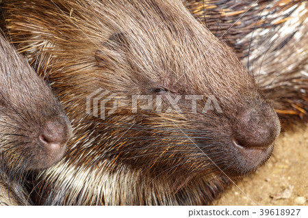 Profile of porcupine sleeping Profile of porcupine sleeping 39618927