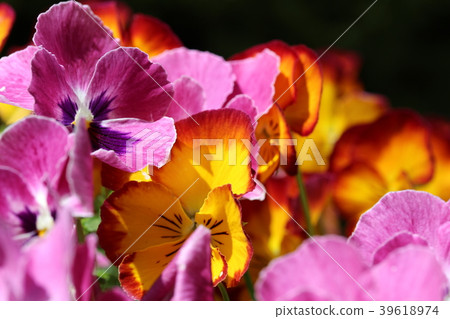 Viola flowers Viola flowers 39618974