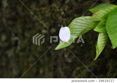 櫻花 39619117