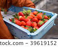 收穫草莓 39619152