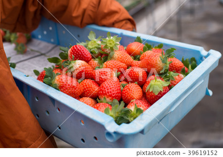 收穫草莓 39619152