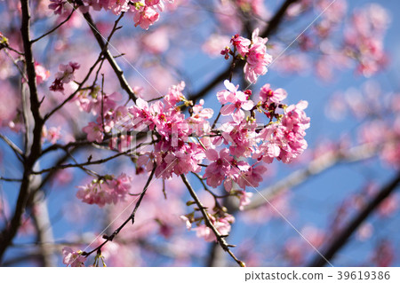 櫻花 39619386