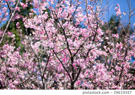 櫻花 39619387