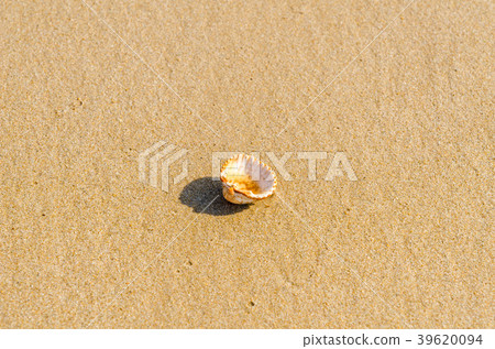 natural sea shell lying on the sandy beach natural sea shell lying on the sandy beach 39620094