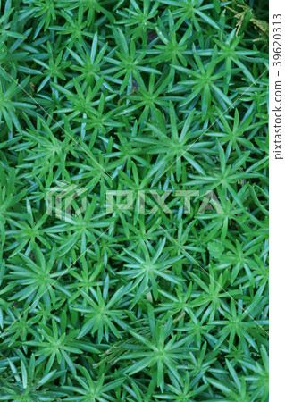 Mexican fountain flower language "Please think of me" Mexican fountain flower language "Please think of me" 39620313