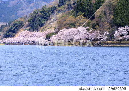 Kaizu Osaki in full bloom Kaizu Osaki in full bloom 39620806