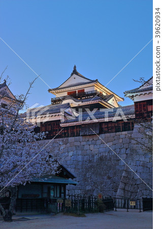 [愛媛縣松山市]松山城和夜晚的櫻花 39620934