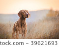 Hungarian hound pointer vizsla dog in autumn time 39621693
