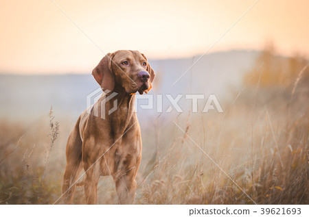 Hungarian hound pointer vizsla dog in autumn time 39621693