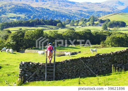 With goats in the meadows of the Lake District 39621896